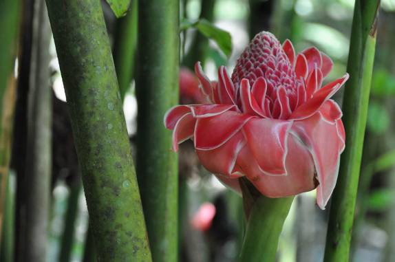 Belíssimas flores durante caminhada pela Finca Paraíso, perto do lago Yojoa, região central de Honduras